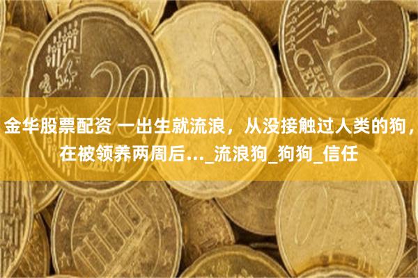 金华股票配资 一出生就流浪，从没接触过人类的狗，在被领养两周后..._流浪狗_狗狗_信任