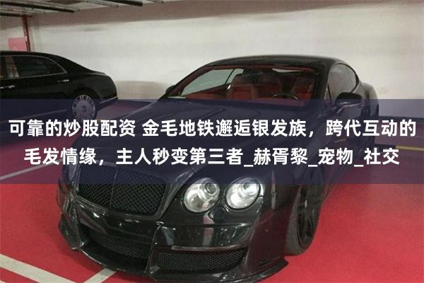 可靠的炒股配资 金毛地铁邂逅银发族，跨代互动的毛发情缘，主人秒变第三者_赫胥黎_宠物_社交